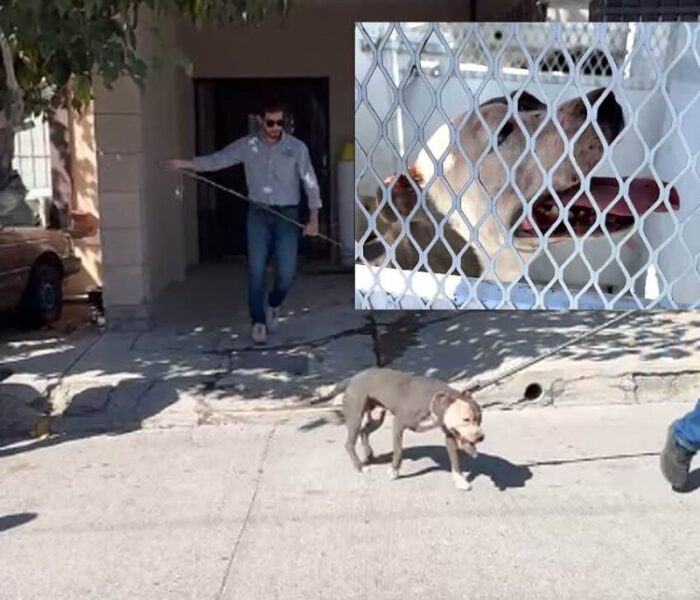 ¡Masacre canina que hiela la sangre: Pitbull devora sin piedad a dos cachorros inocentes en Chihuahua!