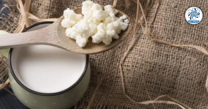 Descubre cómo el consumo regular de esto para protege tu hígado y riñones según estudios científicos recientes