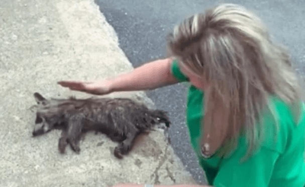 Enfermera salva mapache borracho con RCP en Kentucky