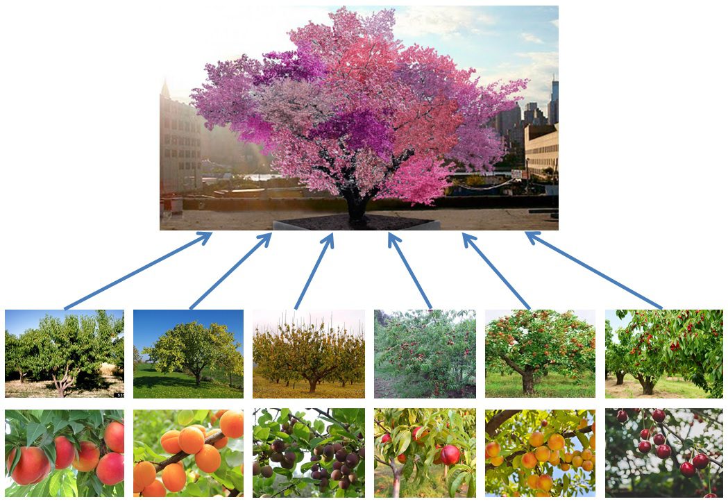 Frankenstein”. El árbol de las 40 frutas. Su creador es el ...
