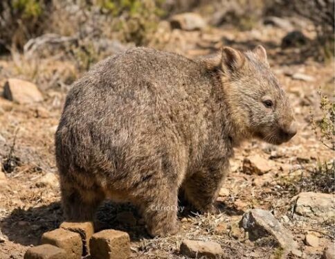 El wombat y sus heces cúbicas: la rareza geométrica perfecta del reino animal