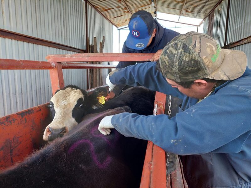 Refuerza Chihuahua barridos sanitarios en la Sierra Tarahumara contra la tuberculosis bovina