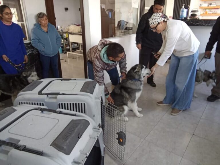 Rescatan a tres Husky en abandono