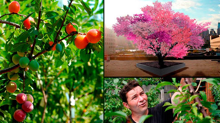 Fotos: Conoce el árbol que puede producir 40 tipos de frutas ...