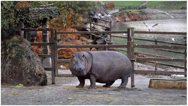 ¡Pedo letal de hipopótamo! Tres personas hospitalizadas por ventosidad tóxica en zoológico africano