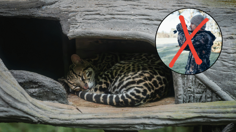 Costa Rica prohíbe la caza deportiva y consolida su liderazgo en conservación ambiental