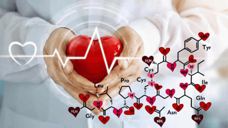 Un estudio demuestra que la oxitocina, la «hormona del amor», puede ayudar a regenerar el corazón después de una lesión