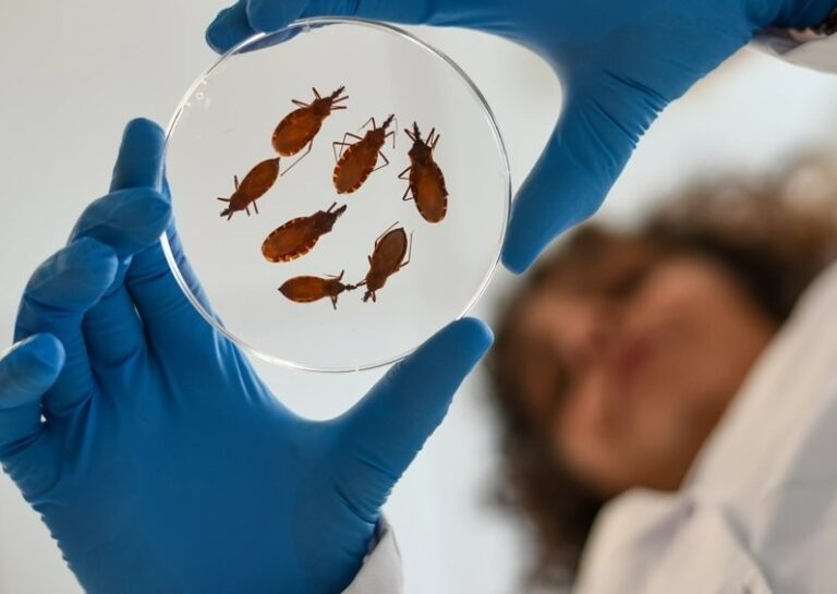 Altos niveles de la enfermedad de Chagas en la frontera entre Estados Unidos y México