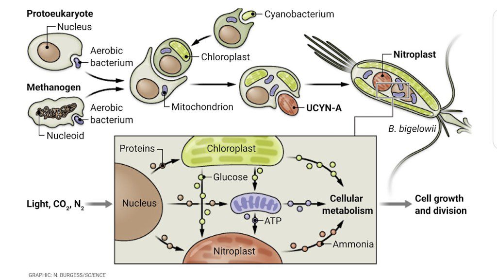 El nitroplasto: el nuevo orgánulo celular que revoluciona la biología 2 nitroplasto - nitroplasto