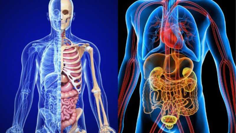 El cuerpo humano es una máquina de regeneración constante