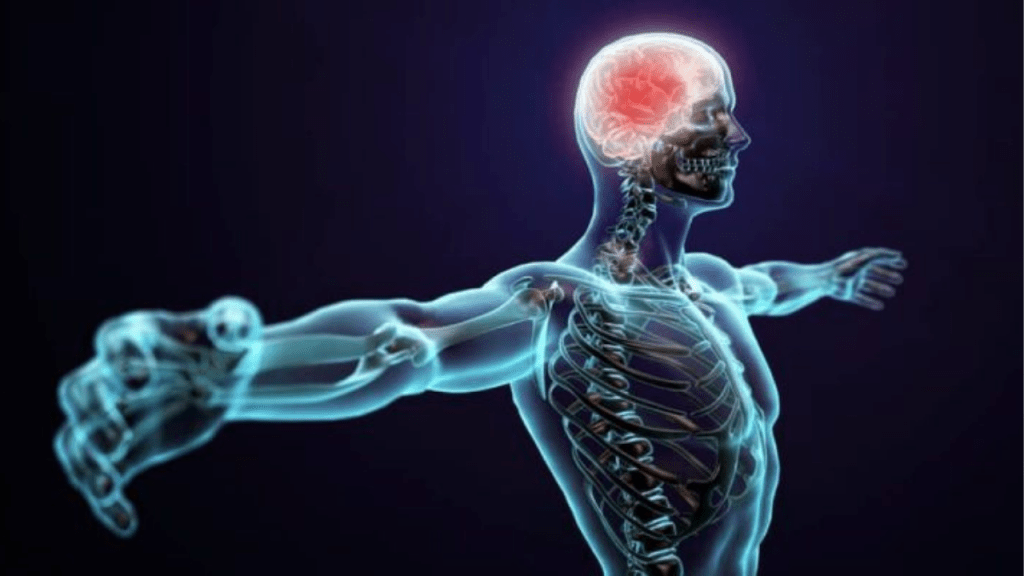 regeneración - regeneración