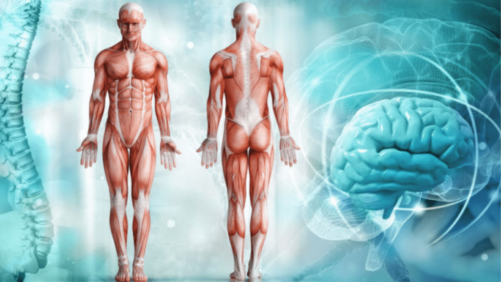 regeneración - regeneración