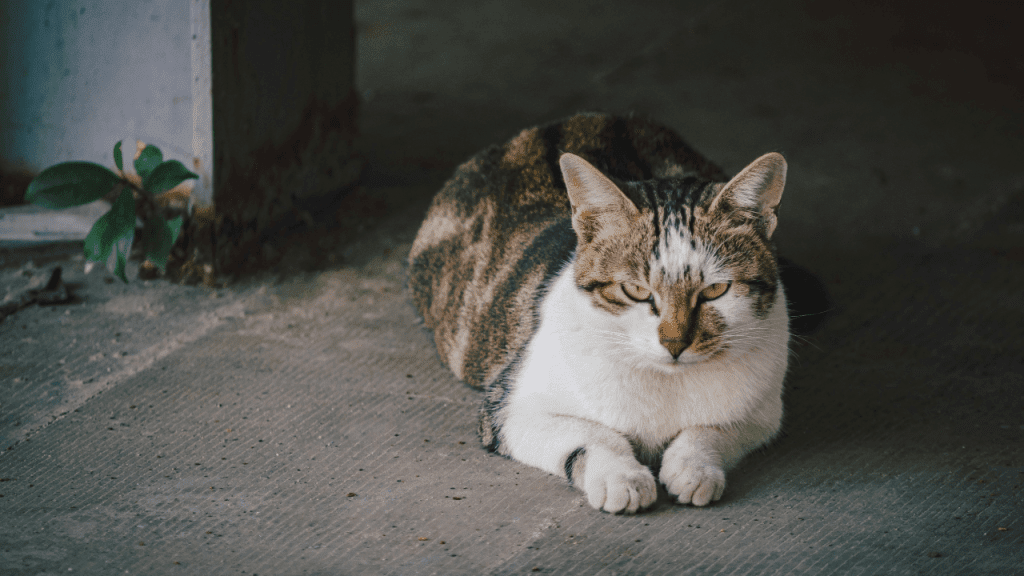 El tigre y el gato doméstico comparten su genética: claves de un estudio científico 3 tigre - tigre