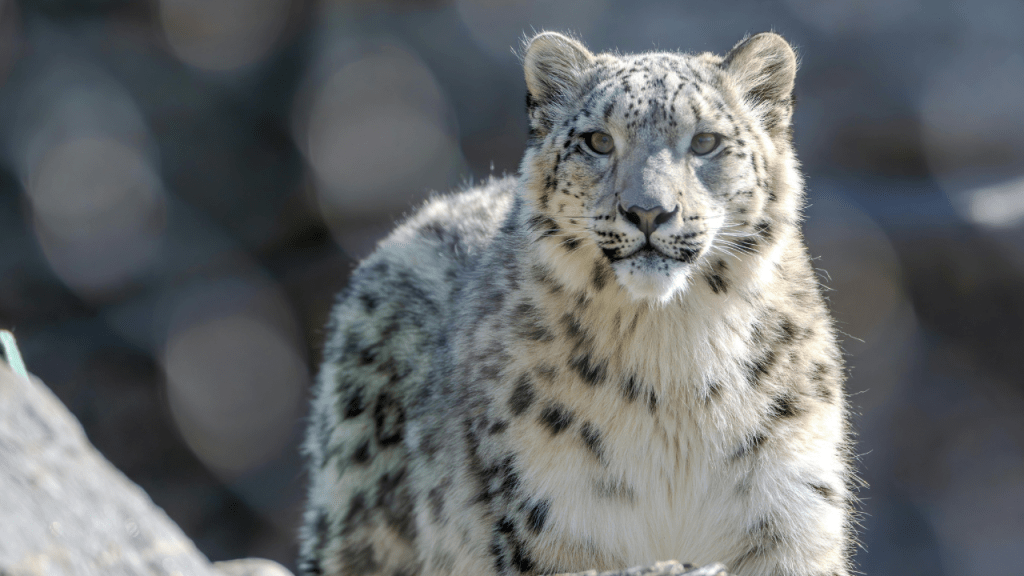 El tigre y el gato doméstico comparten su genética: claves de un estudio científico 2 tigre - tigre