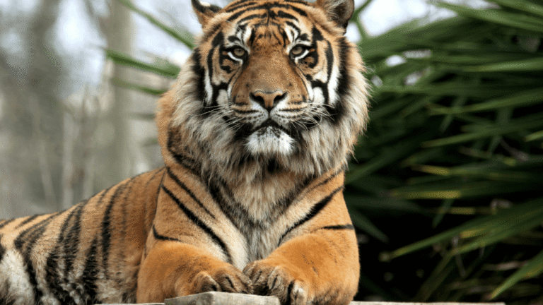 El tigre y el gato doméstico comparten su genética: claves de un estudio científico