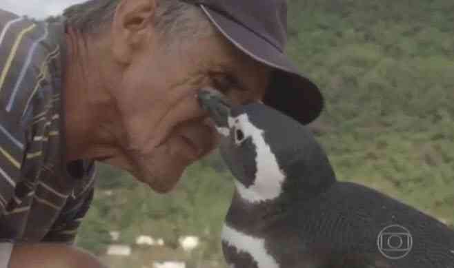 Dindim, el pingüino que recorre 8.000 km al año para visitar al hombre que le salvó la vida