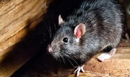 Identifican escondites de las ratas en negocios en México