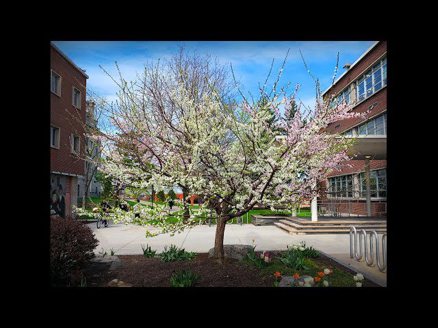 How one tree grows 40 different kinds of fruit | Sam Van Aken ...