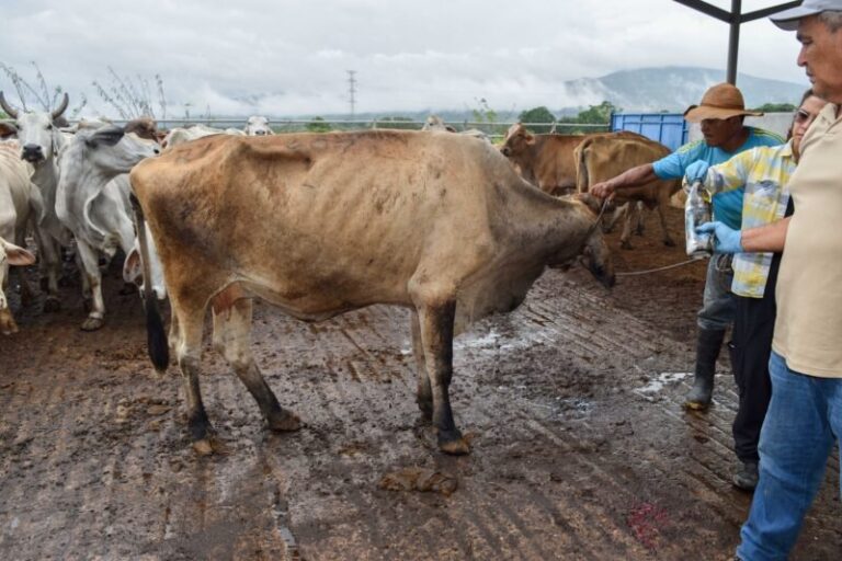 México refuerza acciones para contener el avance del Gusano Barrenador del Ganado