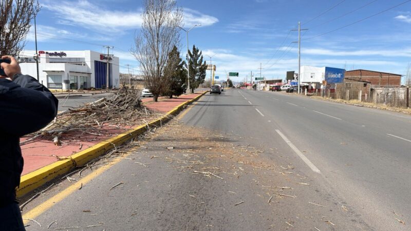 Registran caída de árboles por fuertes vientos en Cuauhtémoc