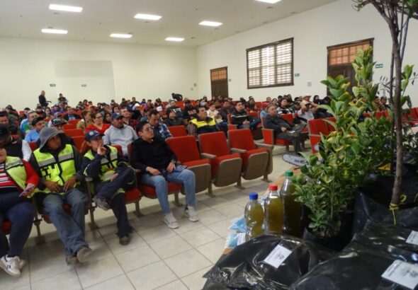 Mejoran el macizo arbolado en el estado