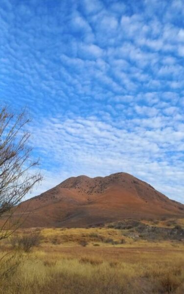 Deberán reforestar mil 500 árboles en Cerro Grande