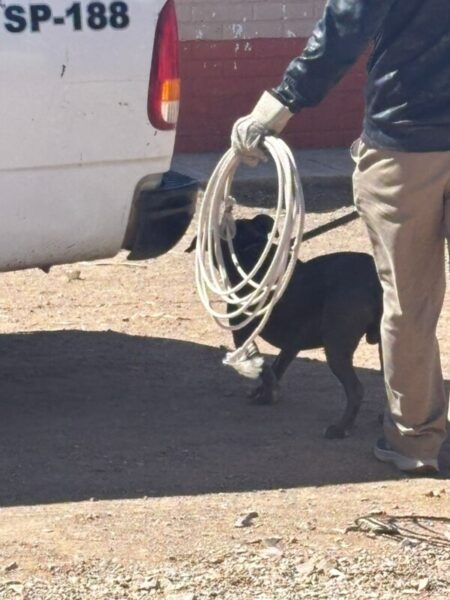 Aumentan 25% denuncias por maltrato animal y omisión de cuidados