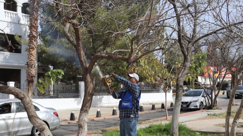Concluye hoy temporada de poda