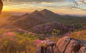 Sinaloa sorprende con la floración de amapas
