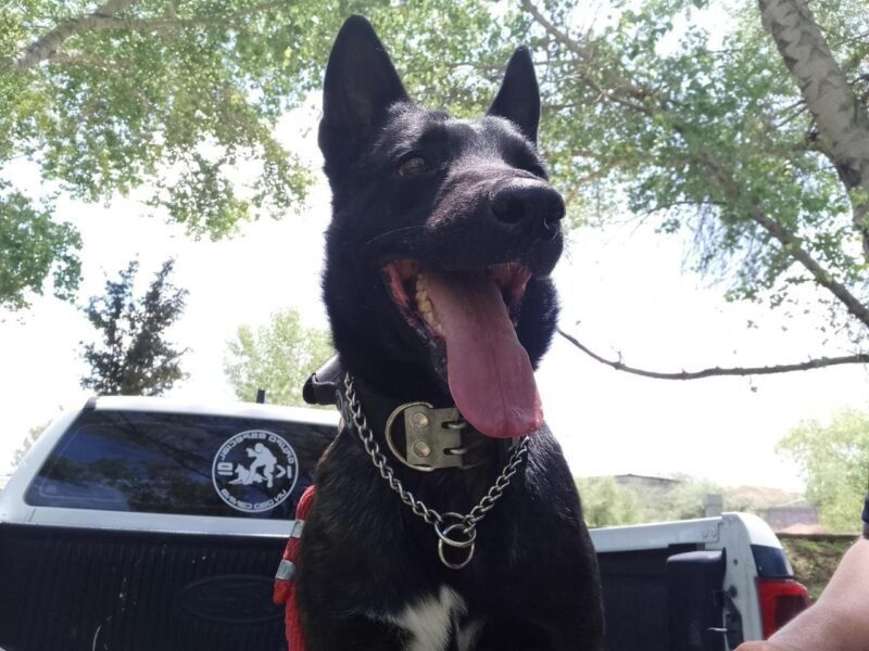 Fallece perro policía K-9 tras resultar gravemente herido en operativo por violencia familiar