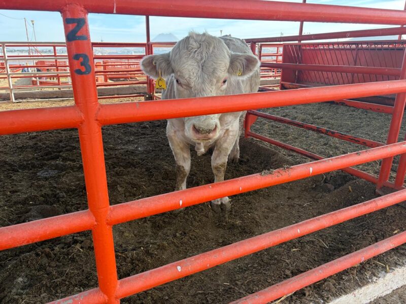 Lanzan México y EEUU campaña conjunta contra GBG