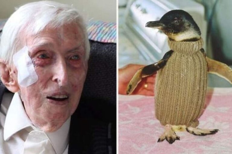 Alfred Date: El hombre más anciano de Australia que tejía suéteres para salvar pingüinos heridos