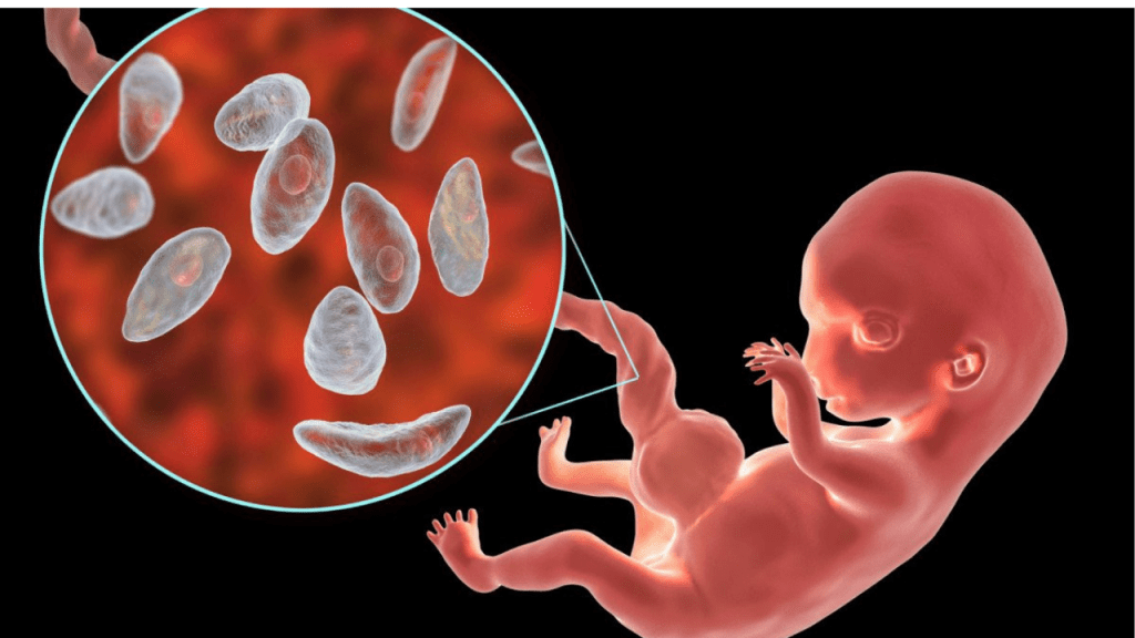 Un parásito cerebral más activo de lo que creíamos: lo que revela la ciencia 3 parasito,cerebral - parasito