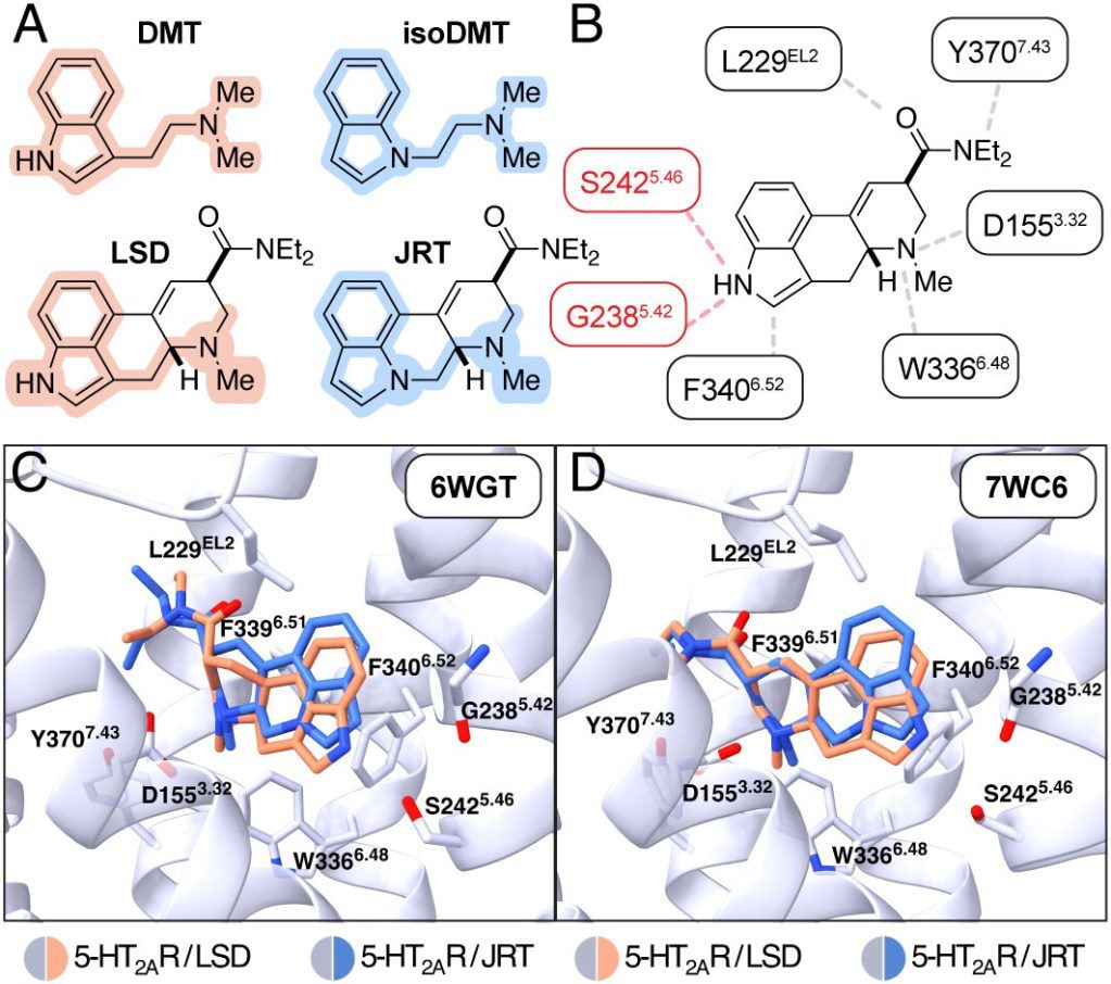 JRT: el análogo del LSD que podría revolucionar el tratamiento de la esquizofrenia 2 lsd - lsd