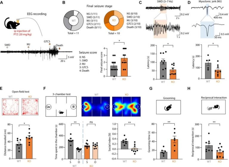 Un avance de Stanford logra revertir síntomas del autismo en ratones y abre nuevas vías terapéuticas
