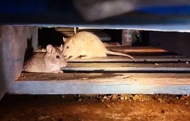 Informan de impacto de plagas en los negocios del amor y la amistad