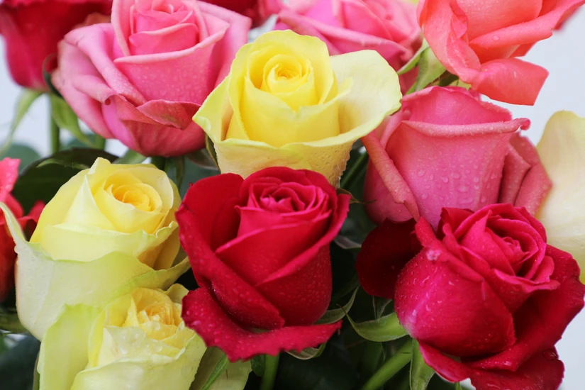 Por qué se regalan rosas el 14 de febrero. Foto: Cortesía