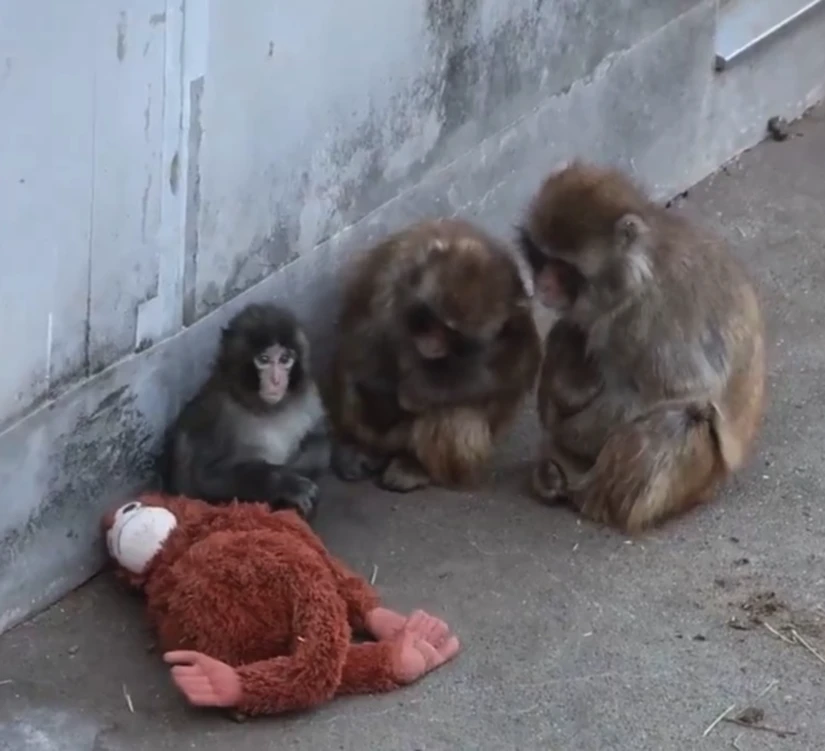 Después del incidente con el macho dominante, otros monos permanecieron con Punch. Foto: cortesía.