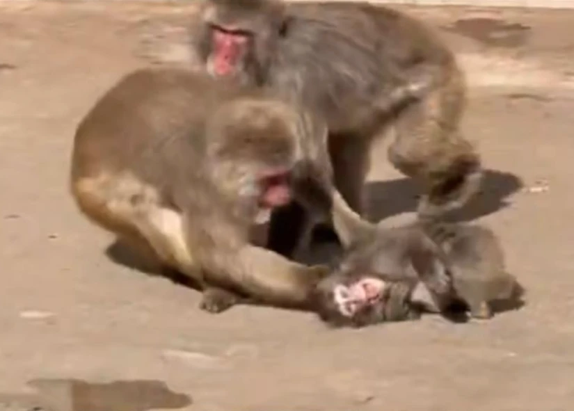 Punch es arrastrado por el macho alfa. Foto: cortesía.