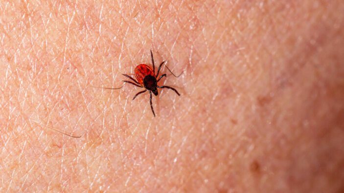 Confirman un caso de rickettsiosis en Chihuahua durante 2026