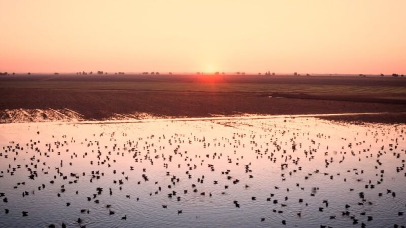 Agricultores en EE.UU. inundan sus campos para salvar aves migratorias y revitalizar el suelo