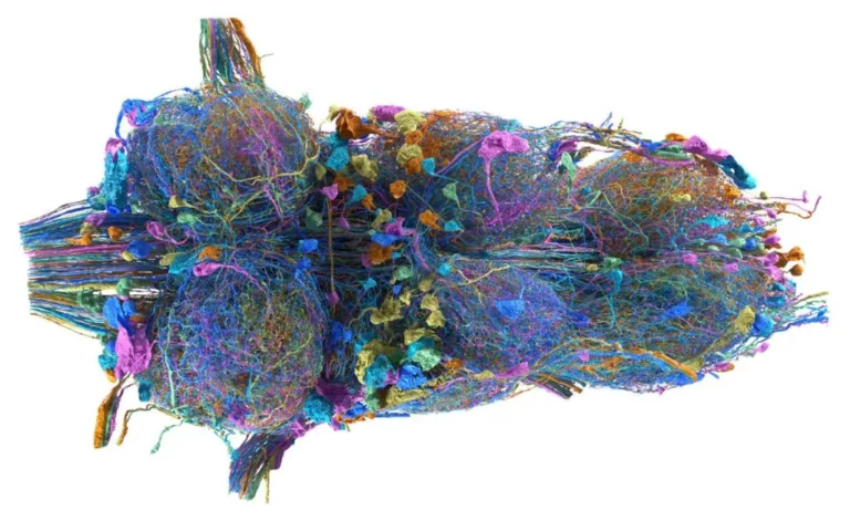 Eon Systems emula el cerebro de una mosca y reabre el debate sobre el camino hacia la AGI