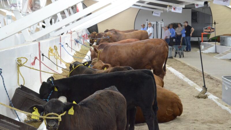 Recuperan 370 mil pesos por fraudes agropecuarios