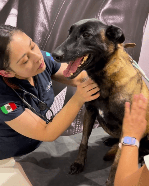 Philips y The Guardian Veterinary Hospital acercan la tomografía computada a la medicina veterinaria en México