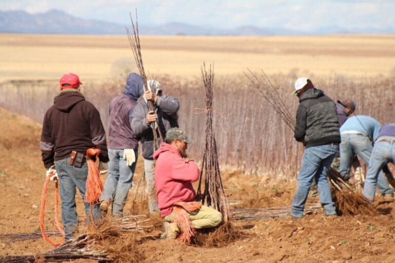 Secretaría de Desarrollo Rural convocatoria para adquirir árboles frutales en Chihuahua