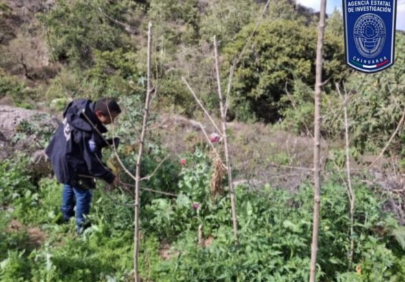 Destruye AEI plantío de 900 metros cuadrados de amapola en Morelos