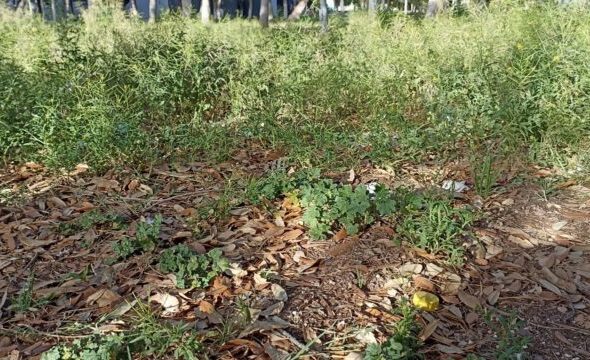 «Abandono y Descuido en la Ciudad Deportiva: Un Pulmón Verde en Agonía»