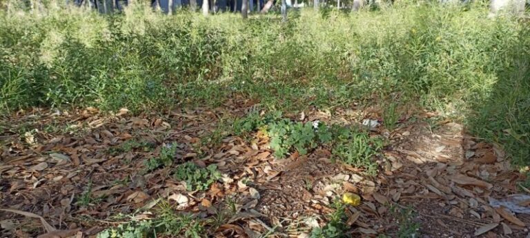 «Abandono y Descuido en la Ciudad Deportiva: Un Pulmón Verde en Agonía»