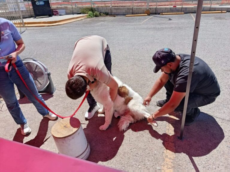 Invitan a aprovechar últimos días de vacunación antirrábica en Chihuahua y Juárez