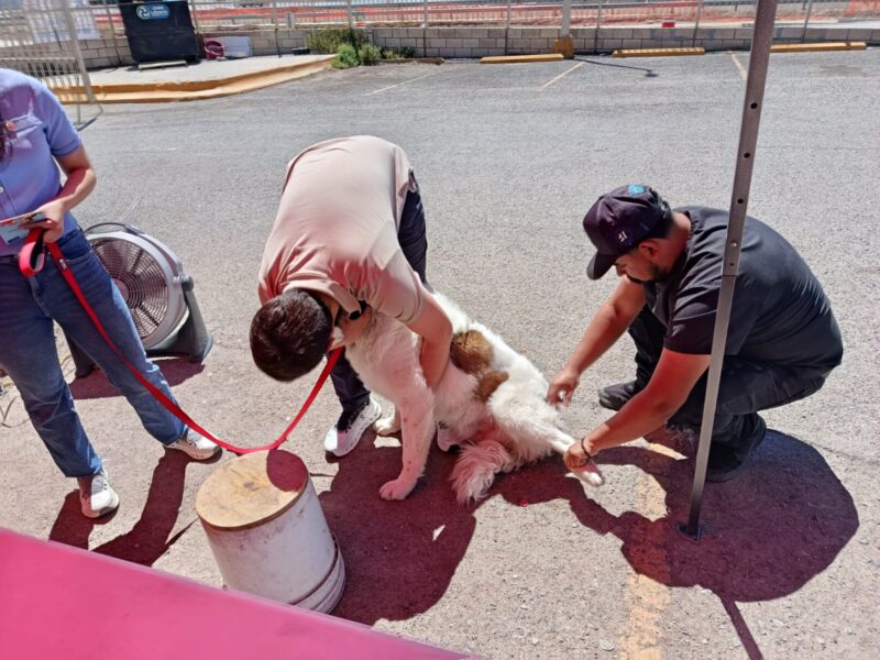 Invitan a aprovechar últimos días de vacunación antirrábica en Chihuahua y Juárez